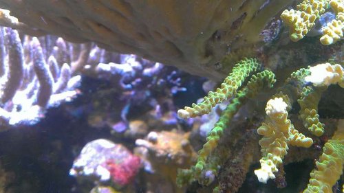 Et af tegnene på forhøjet jod er, at korallerne &quot;taber sig&quot; De mister væv.<br />Måske en placeboeffekt?