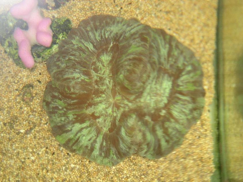 Welsophullia (og Stylophora pistillata) 1