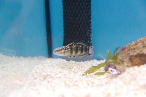 Amblygobius phalaena-1-Dyrehandleren.jpg