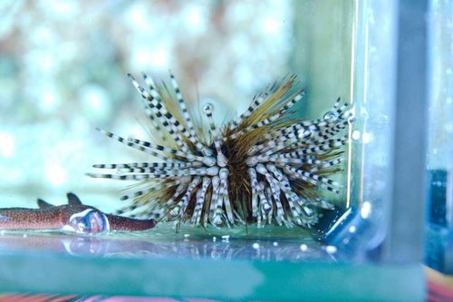Echinothrix calamaris-1-Dyrehandleren.jpg