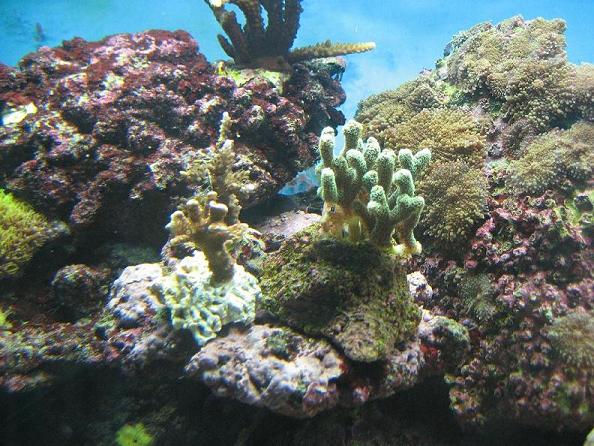 Lidt blandet: Caliendrum, montipora digitata, 2 acropora og ricordea