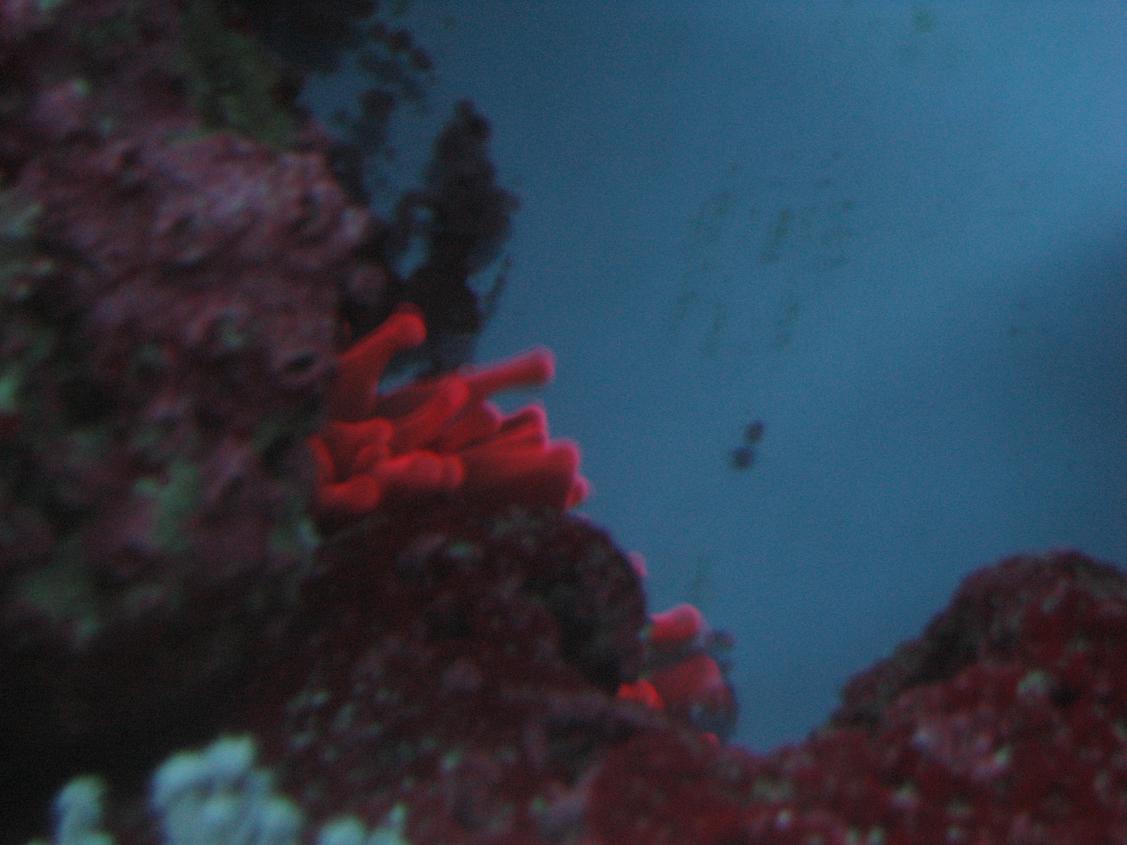 Anemonen på vej i seng :)
