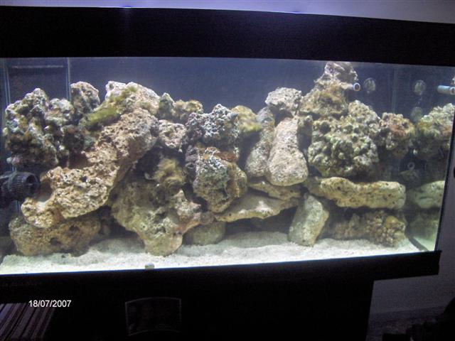 opstart saltvandsakvariumet 072 (Small).jpg