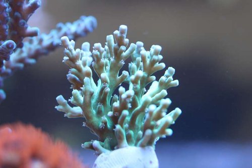 Acropora lianae