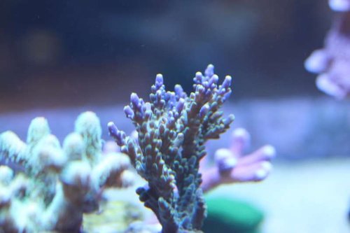 Acropora cervicoruis???