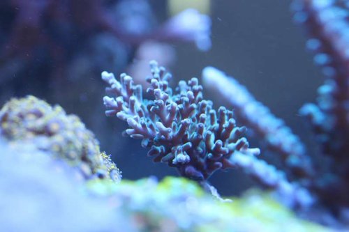 Acropora echinata