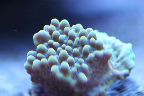 Montipora gold
