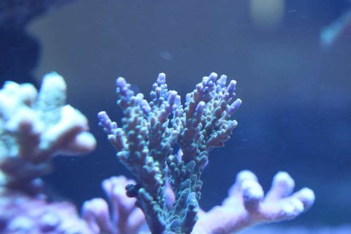 Acropora cervicoruis???