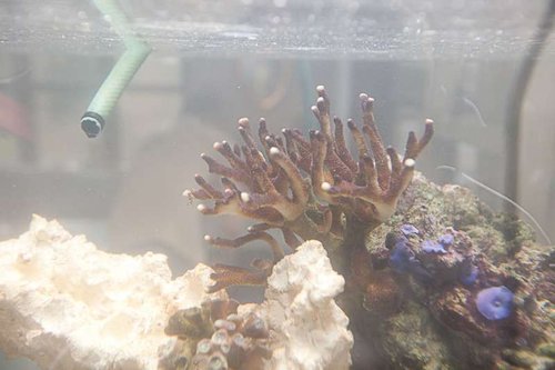 Bartels akvarium-64.jpg