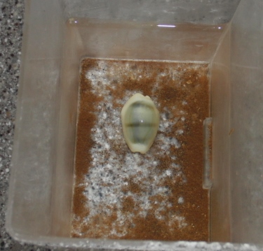 snegl.jpg