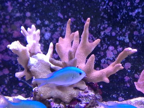 3 i en med chromis.jpg