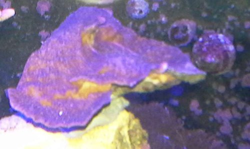 Lilla plade. encrusting.jpg