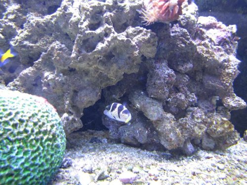 IMG_1152[1].JPG