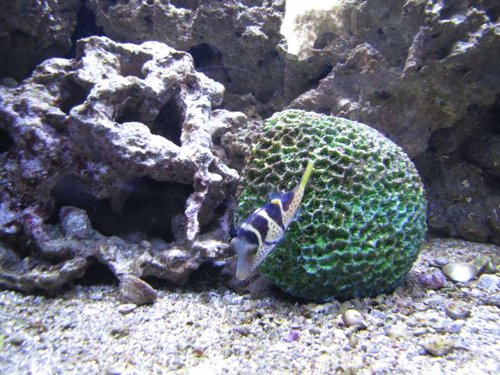 IMG_1164[1].JPG