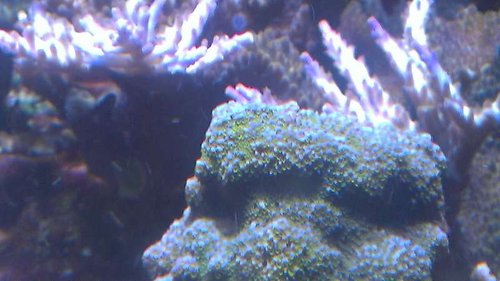 IMAG2136.jpg (38.53 KiB) Vist 11726 gange Rainbow, fra samme sending som Bingocallers forøvrigt.<br />Inde fra Klovnfisken ikke Mark?