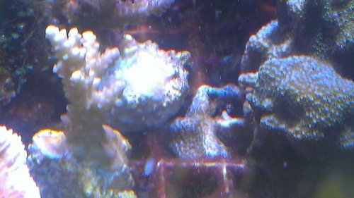 IMAG2135.jpg (35.9 KiB) Vist 11726 gange Den nye vækst. Det er svært at se på billedet, men polypperne er røde.<br />Den encruster ned på eegcraten. Jeg sltter den på en større disc når jeg får den lavet.