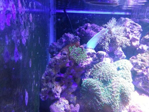 Majano Anemone eller?