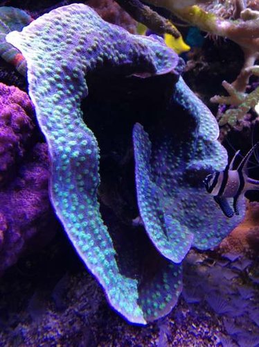 image.jpg (41.47 KiB) Vist 2011 gange Echinopora lamellosa - Großpolypige Steinkoralle