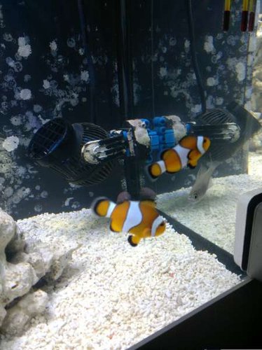 Amphiprion ocellaris og Apogon leptacanthus