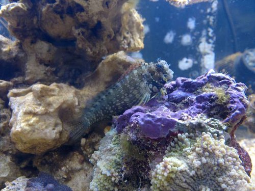 Salarias fasciatus