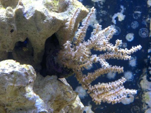 Eunicea succinea