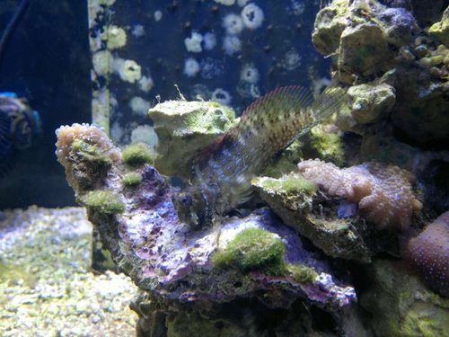 Salarias fasciatus