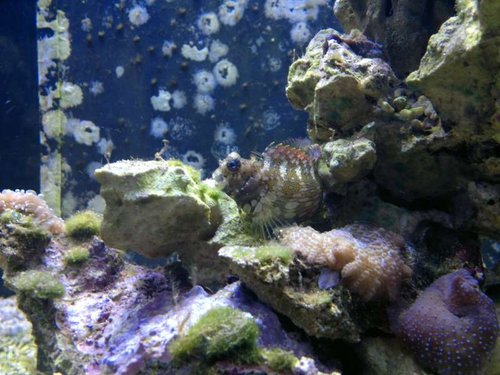 Salarias fasciatus