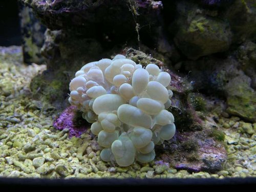Nærbillede af Plerogyra sinuosa