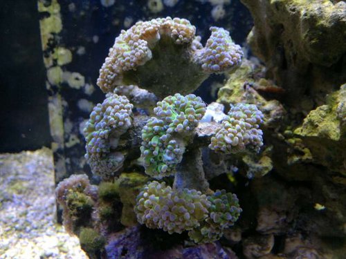 Euphyllia paraancora