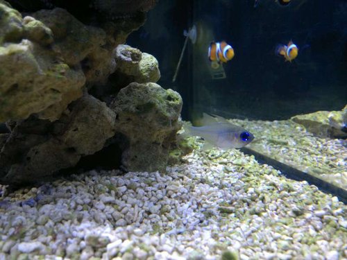 Apogon leptacanthus