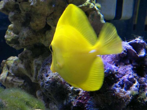 Zebrasoma flavescens