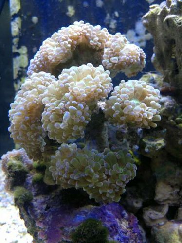 Euphyllia paraancora