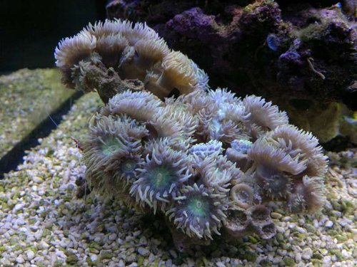 Duncanopsammia axifuga