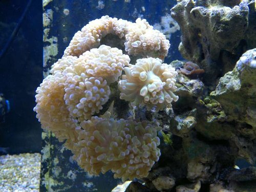 Euphyllia paraancora