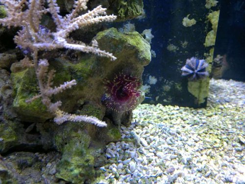 Sabellastarte magnifica