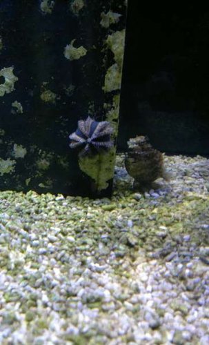 Mespilia globulus og Salarias fasciatus