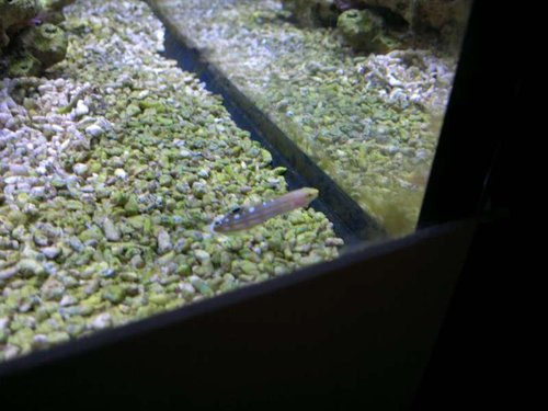 Amblygobius rainfordi