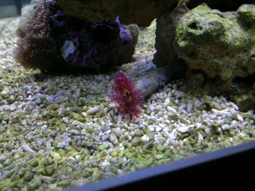 Sabellastarte (red/white)