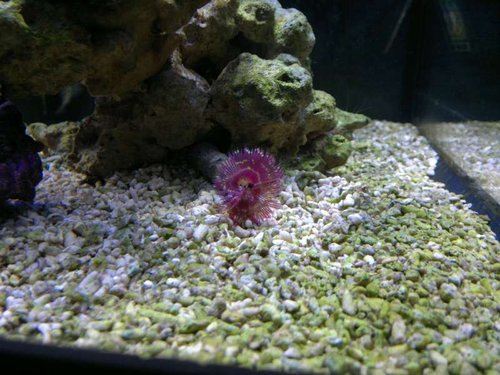 Sabellastarte (red/white)