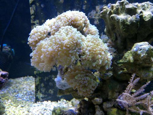 Euphyllia paraancora