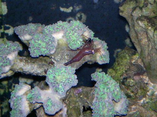 Lysmata wurdemanni