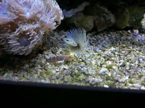 Amblygobius rainfordi og Sabellastarte yellow