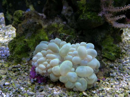 Plerogyra sinuosa