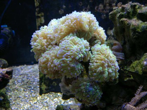 Euphyllia paraancora