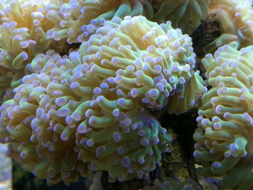 Nærbillede af Euphyllia paraancora