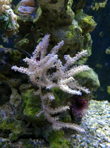 Eunicea succinea