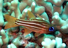 apogon compressus.png