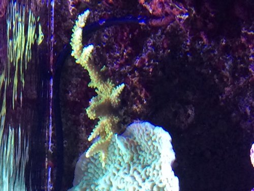 Acropora i den modsatte ende, fejler ikke noget