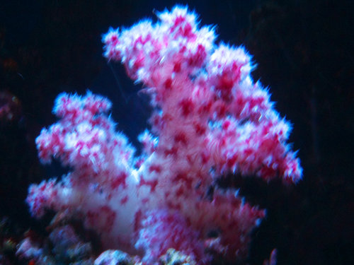 M0013243.jpg