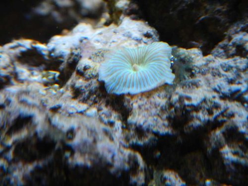 Første levende væsen i aq, har været der siden opstart, et frag fra min brors Fluval Edge 25l
